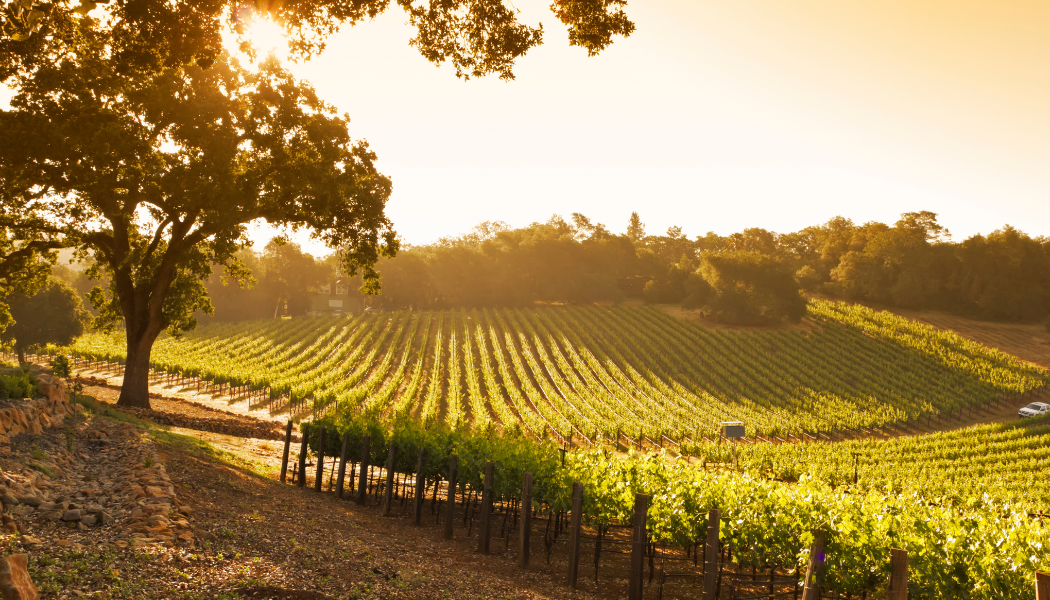 Photo de belles vignes sur terrain vallonné