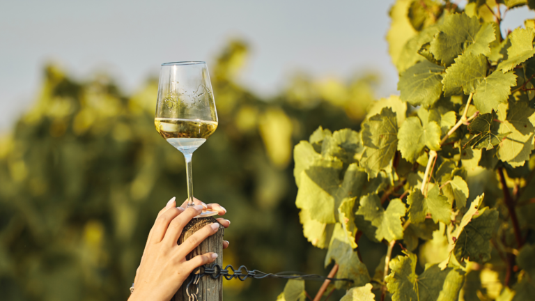 verre de vin blanc posé sur un poteau près de vigne