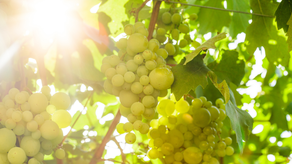 raisin vigne