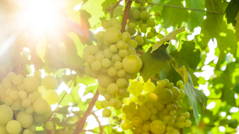 raisin vigne
